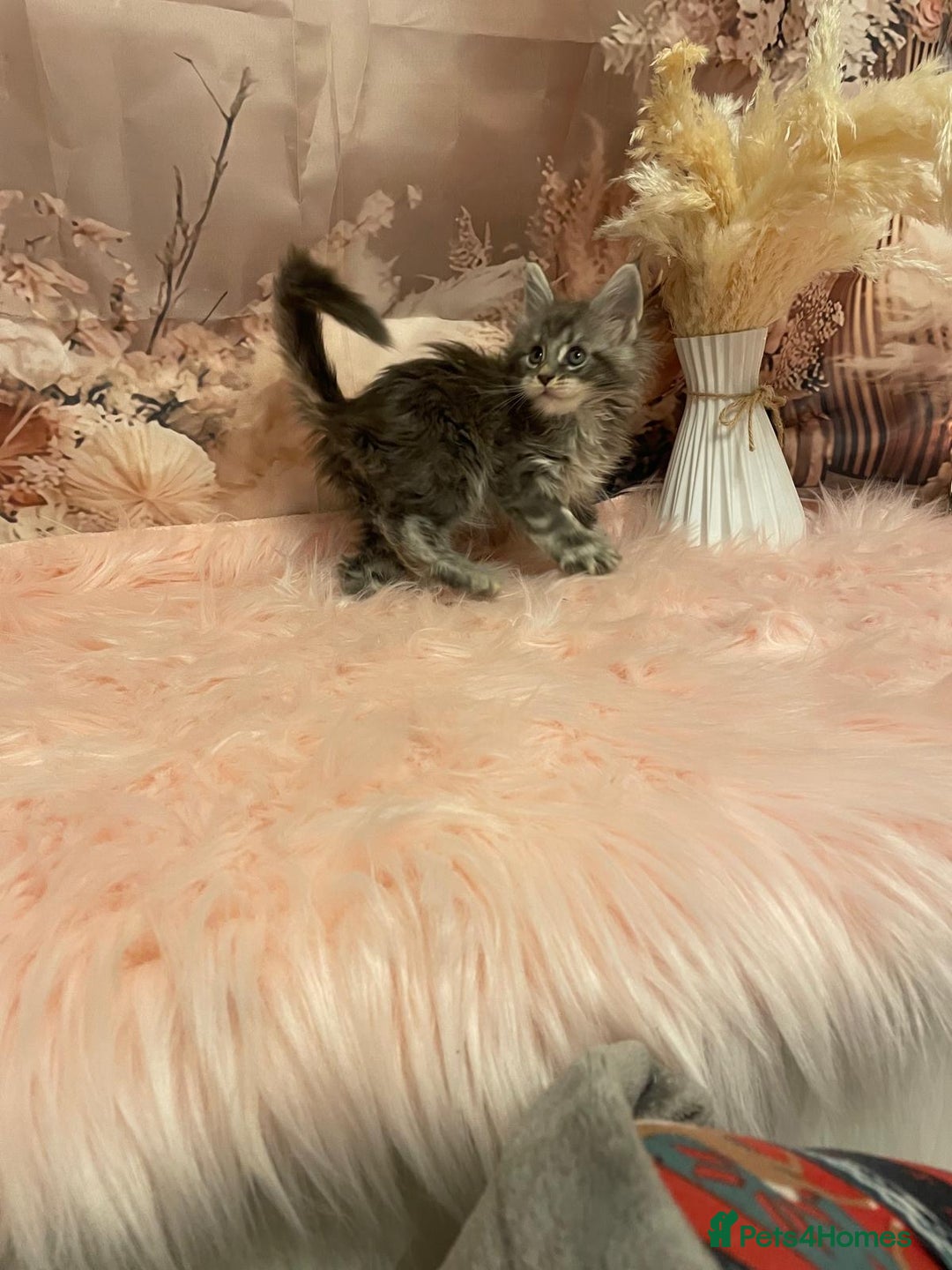 Maine Coon cats for sale: Maine Coon polydactyl (left two girls) - Advert 15