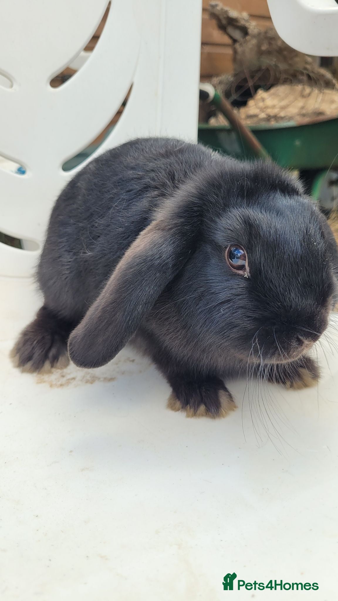 Mini Lop rabbits Last boy ready now Beautiful pure mini lops  - Advert 8