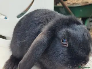 Mini Lop rabbits Last boy ready now Beautiful pure mini lops - Advert 8