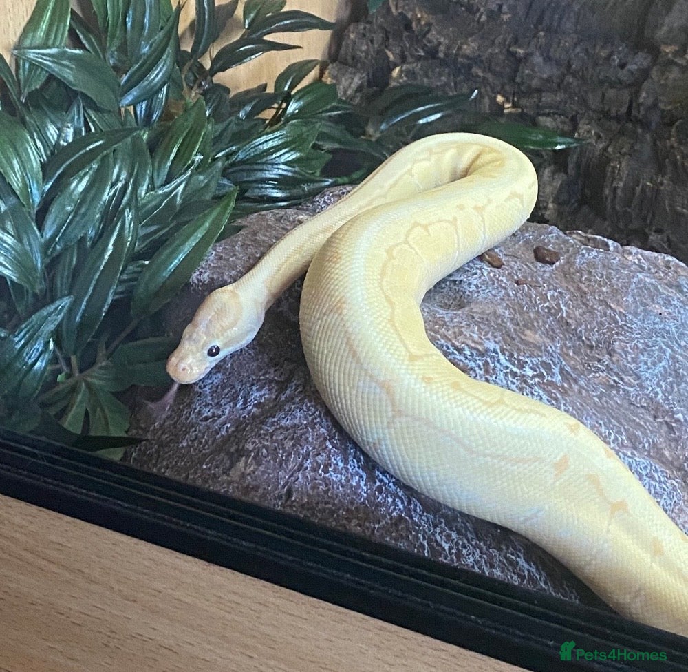 Python Snake reptiles Banana ball python pin stripe - Advert 13
