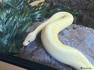 Python Snake reptiles Banana ball python pin stripe - Advert 1