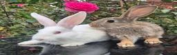New Zealand rabbits for sale: Frendly New Zealand Eating and drinking already - Advert 1