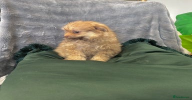 Chihuahua dogs Female Pomeranian puppy ready now  - Advert 4