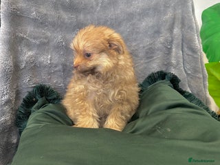 Chihuahua dogs Female Pomeranian puppy ready now - Advert 5