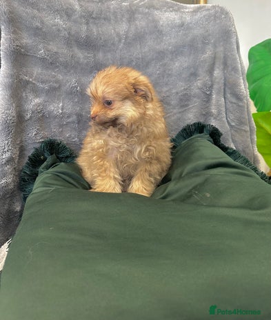 Chihuahua dogs Female Pomeranian puppy ready now - Advert 1