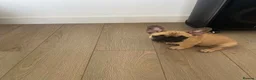 French Bulldog dogs for sale: Female fawn coat and a black mask. - Advert 26