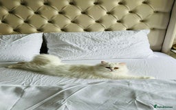 Persian cats for sale: Persian kitten for sale - Image 7