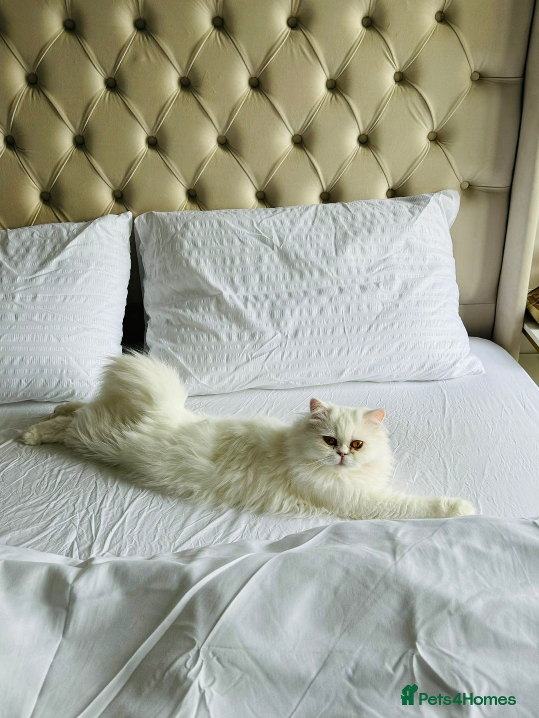 Persian cats for sale: Persian kitten for sale - Image 7