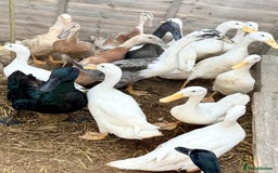 Ducks poultry for sale: Cherry Valley Ducks - READY NOW - Image 4