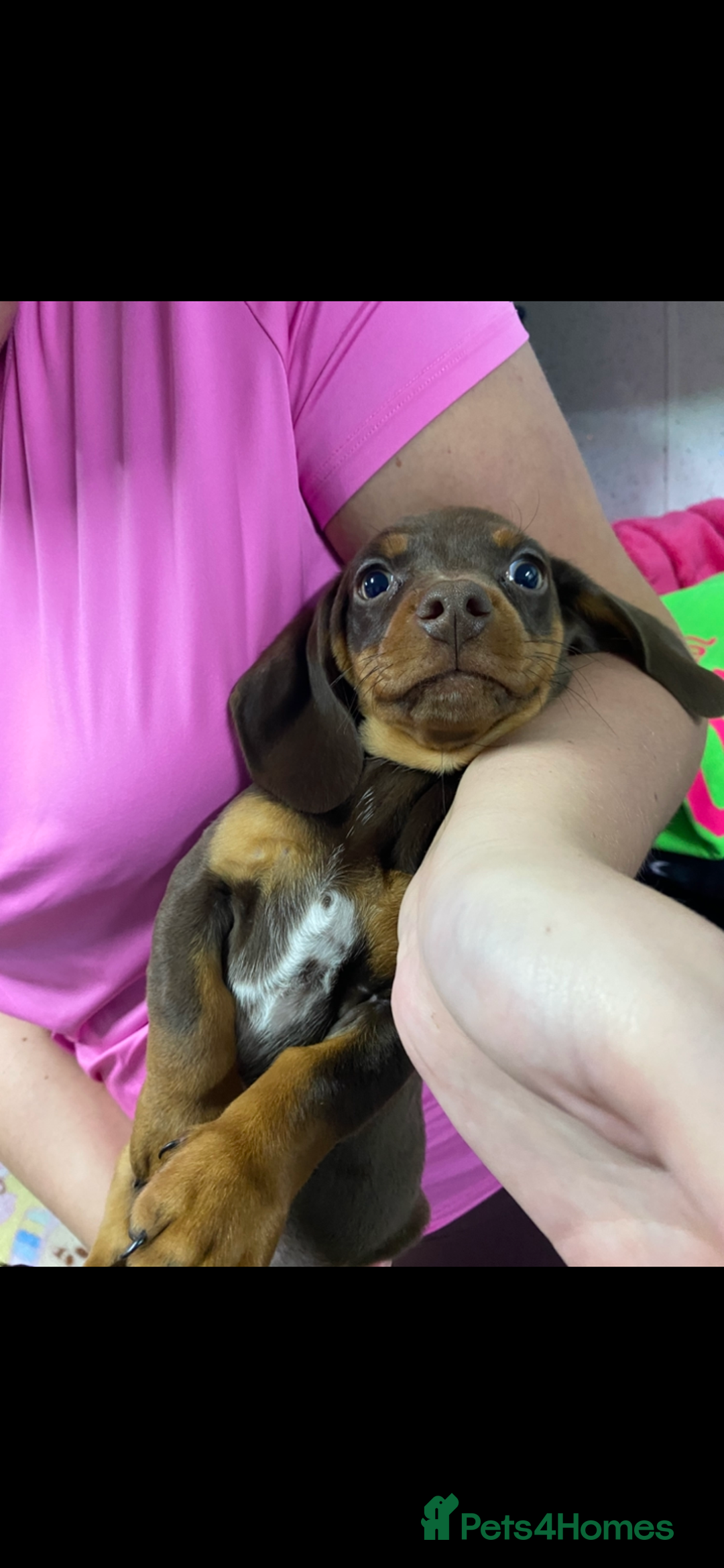 Miniature Dachshund dogs for sale: Miniature dachshund puppies  - Advert 3