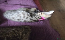 Bengal cats for sale: Bencoons, Bengal mum Maincoon Dad - Image 5