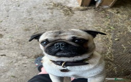 Pug dogs for stud: Brian the ultimate pug for stud only  - Image 2