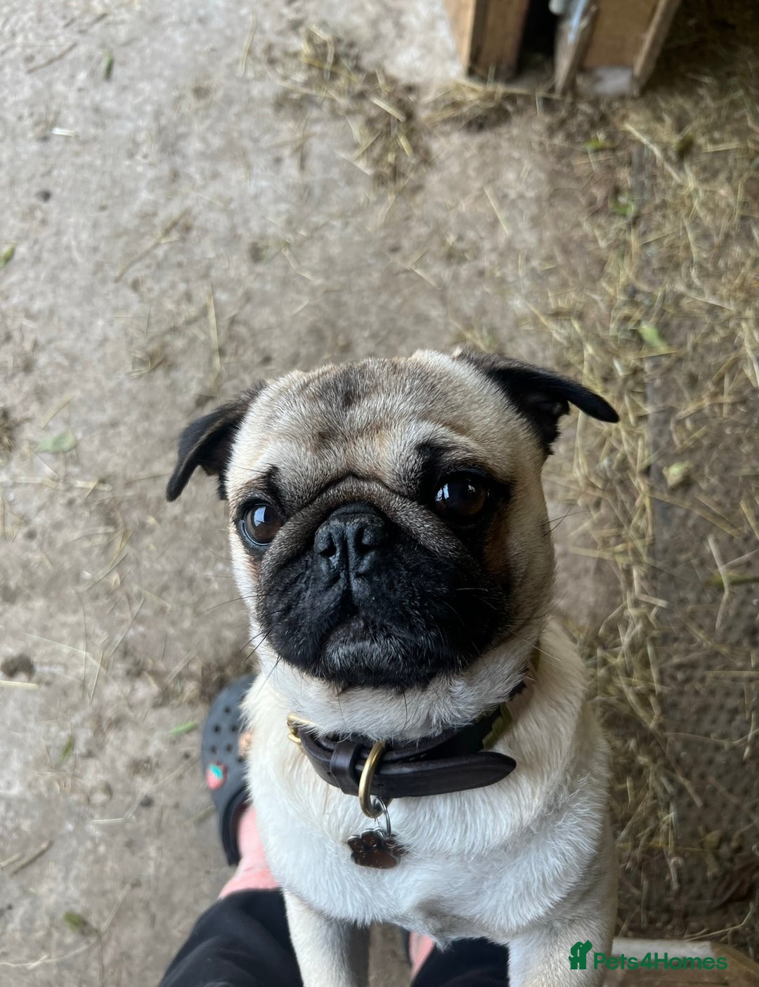 Pug dogs for stud: Brian the ultimate pug for stud only  - Image 2