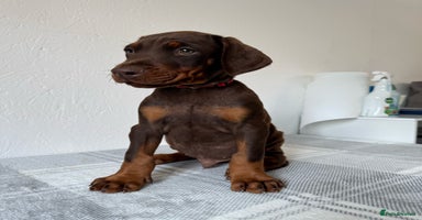 Dobermann dogs - Advert 16