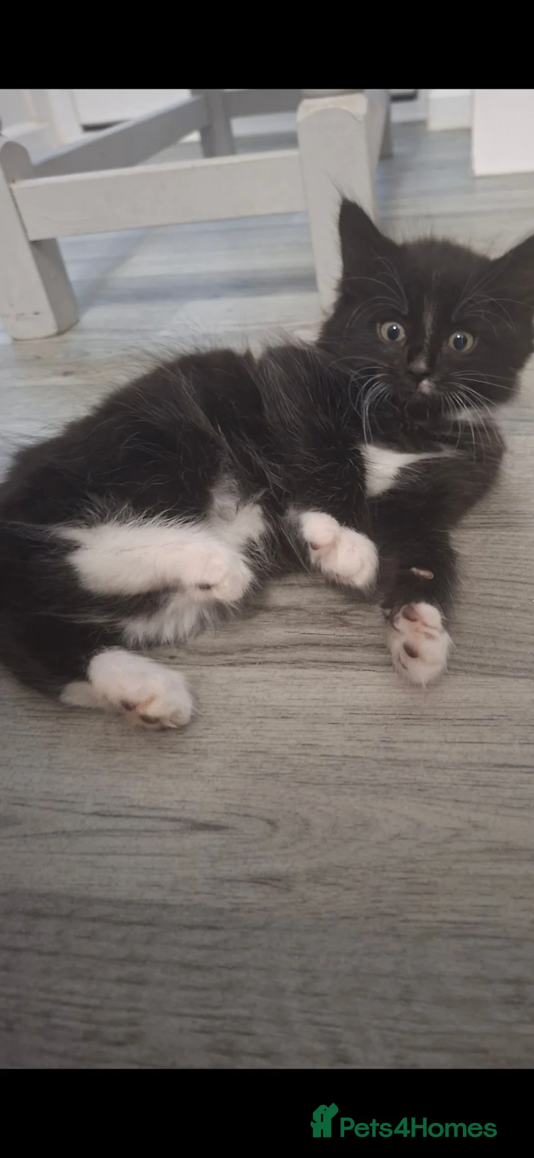 Mixed Breed cats for sale: Maine coon cross kittens  - Advert 14