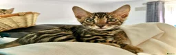 Bengal cats for sale: Ready now quality Bengal kittens TICA reg  - Advert 6