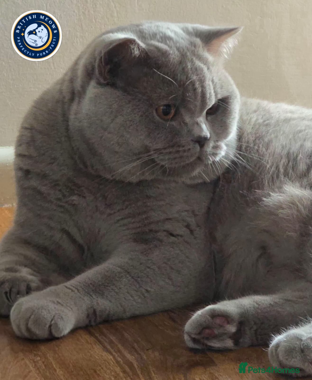 British Shorthair cats Exclusive Russian Bloodlines British SH Lilac Stud - Advert 2