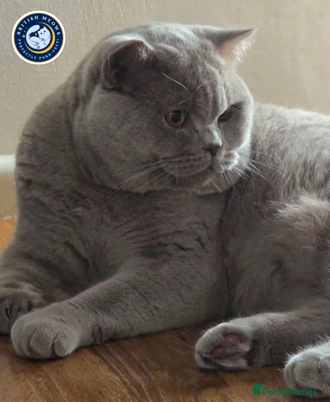 British Shorthair cats for stud: Exclusive Russian Bloodlines British SH Lilac Stud - Advert 2