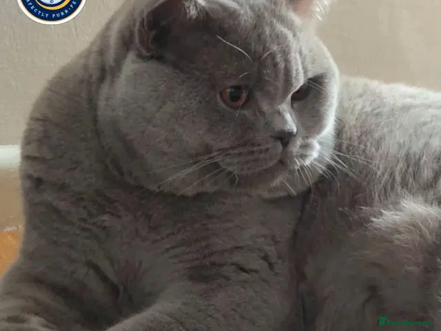 British Shorthair cats for stud: GCCF Champion Russian Bloodlines BSH Lilac Stud - Advert 2