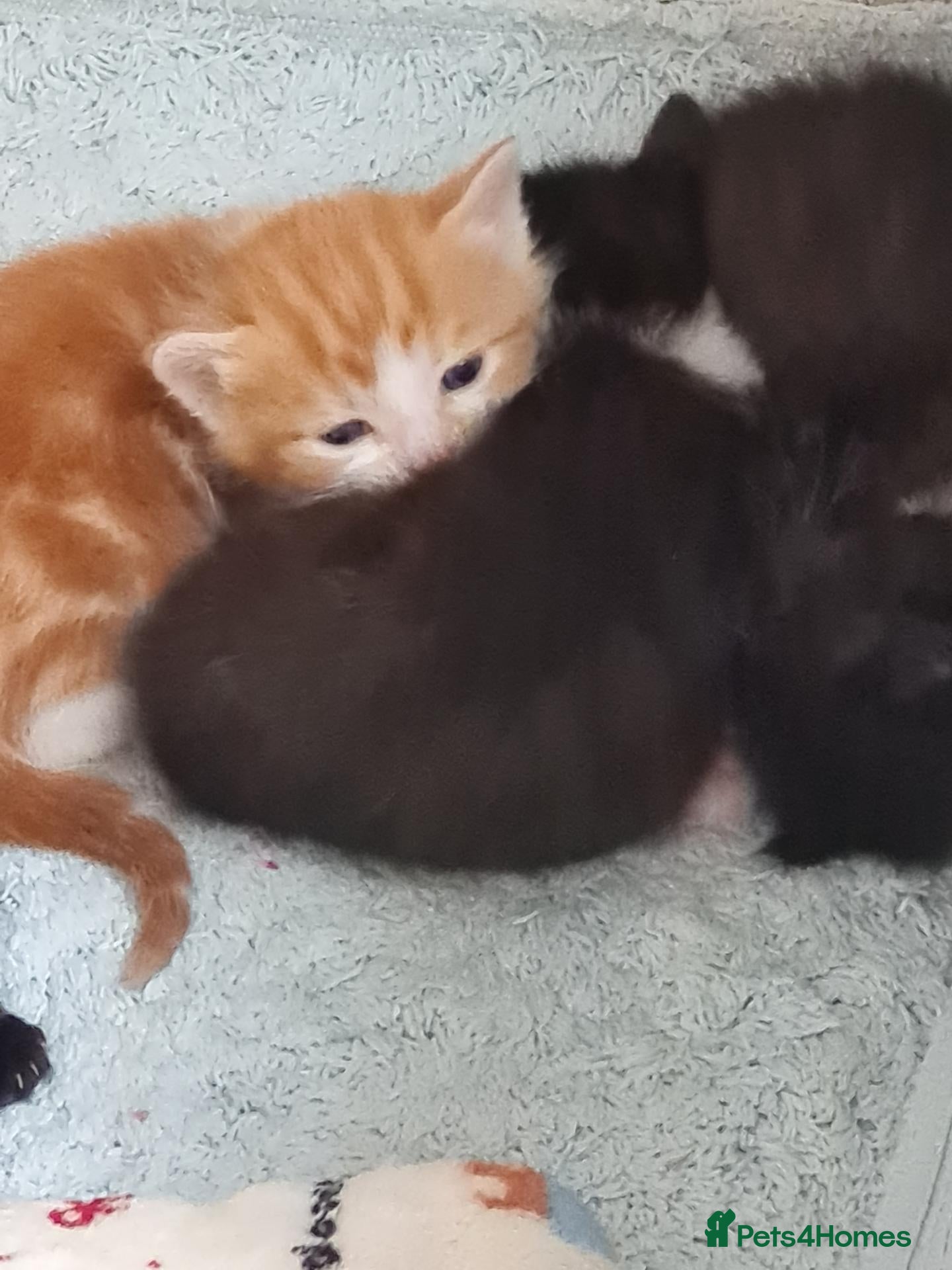British Shorthair cats Gorgeous Domestic shorthair kittens - Advert 2