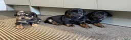 Mixed Breed dogs for sale: Pug x dachshund in Dereham - Advert 2