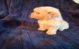 Cavapoo dogs for sale: 💙 TOY CAVAPOO 💙 - Image 9