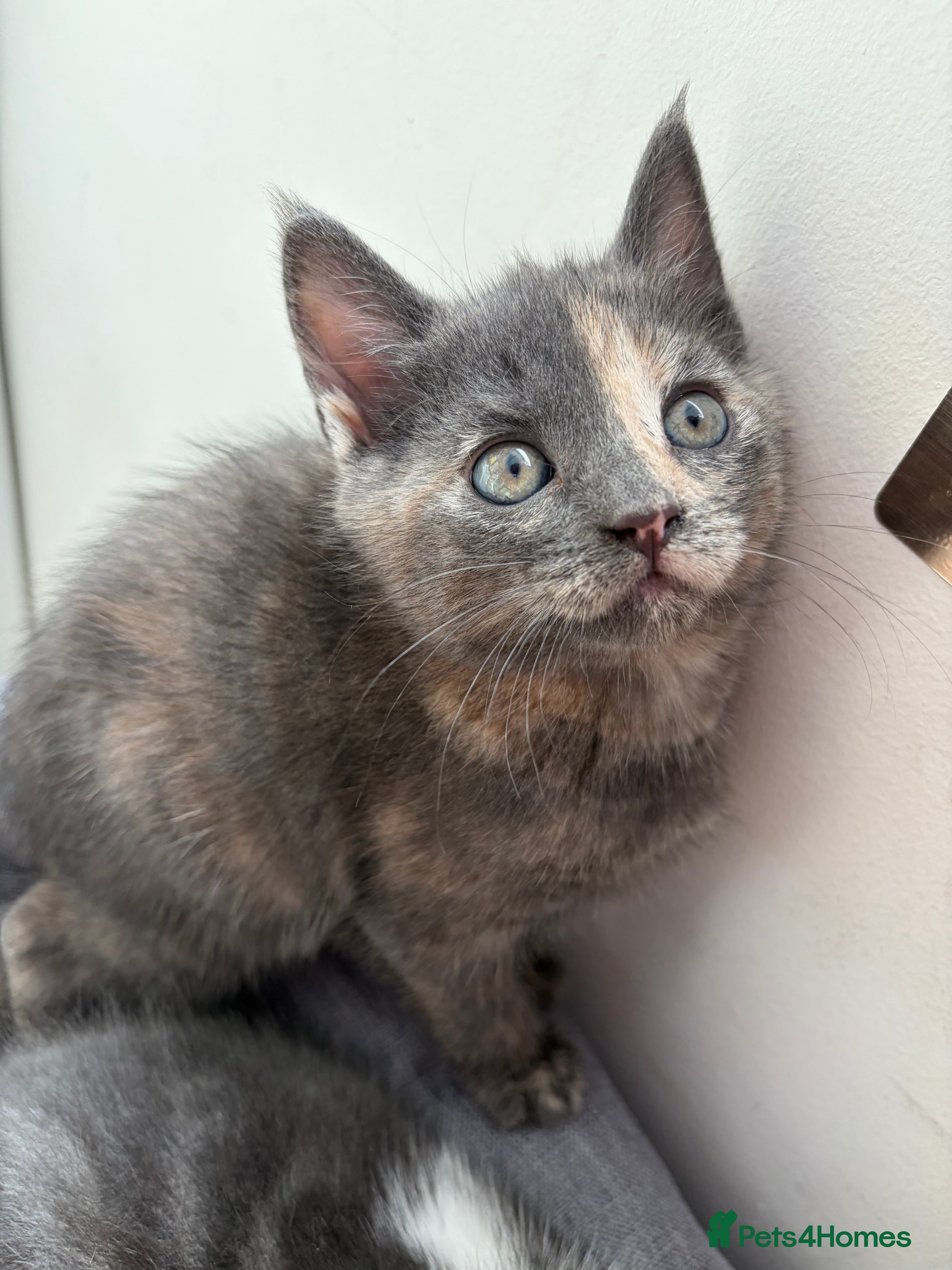 Scottish Fold cats 😻 5 Scottish Fold Kittens 🐾 - Advert 2