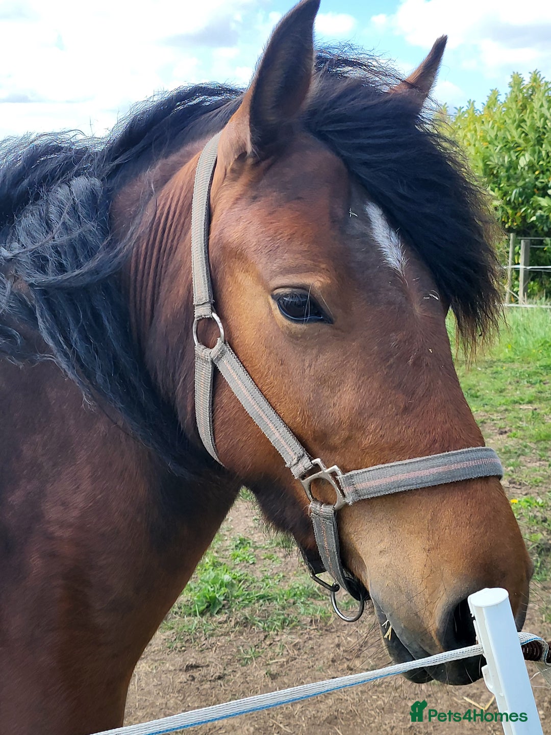 Irish Draught horses for sale: For sale 3yr  - Image 3