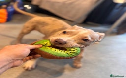 American Bully dogs for sale: 5 month old American bully x pocket bully - Advert 9