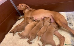 Hungarian Vizsla dogs for sale: Stunning Hungarian Vizsla Puppies  - Image 15