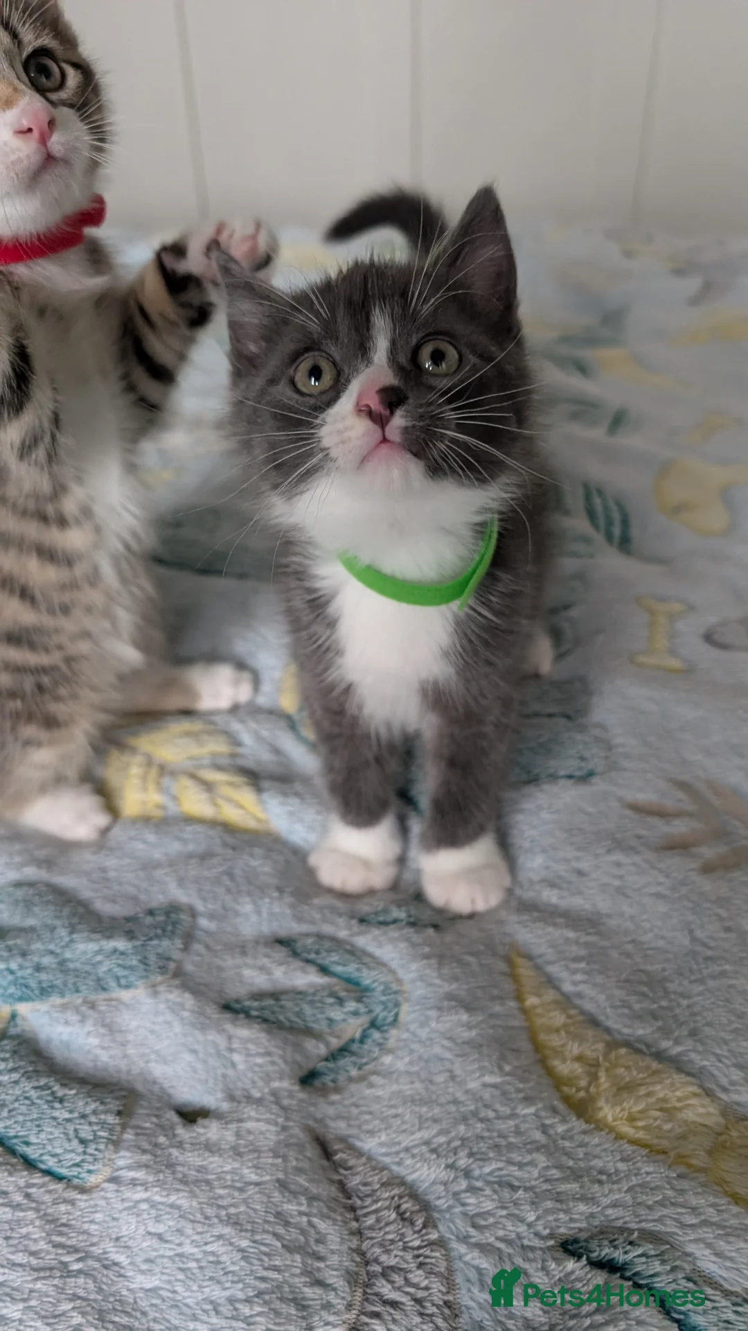 Mixed Breed cats for sale: 🐾 Adorable Kittens for Sale! 🐾 - Advert 2