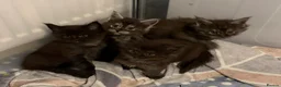 Maine Coon cats for sale: GCCF MAINE COON KITTENS - Advert 13
