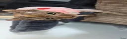 Sphynx cats for sale: Beautiful female Canadian elf Sphynx - Advert 5