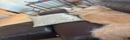 Lurcher dogs for sale: Milo  in Darlington - Advert 4
