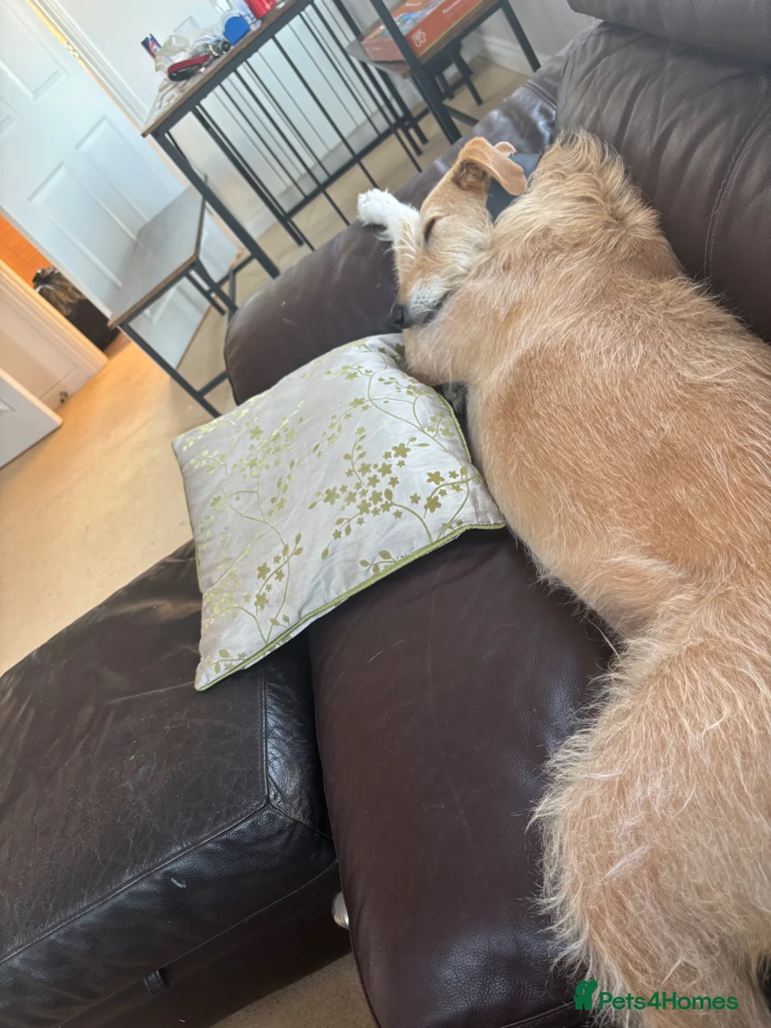 Lurcher dogs for sale: Milo  in Darlington - Advert 4
