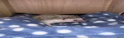 Pygmy Hedgehog rodents for sale: Hettie the Hedgehog - Advert 8
