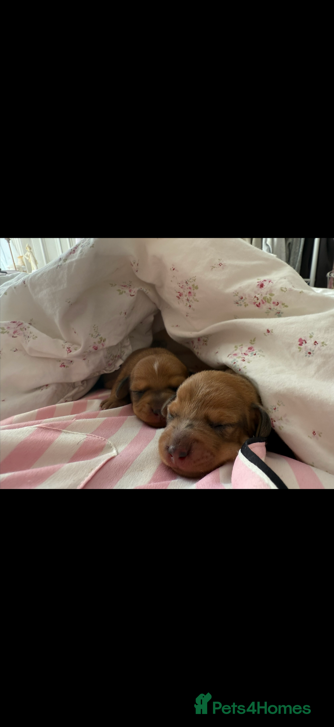Miniature Dachshund dogs for sale: two gorgeous miniature dachshund puppies - Image 1
