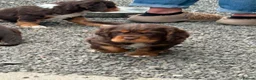 Mixed Breed dogs for sale: Absolutely stunning litter of F1 “Clockers”  - Advert 7