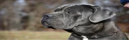Cane Corso dogs for sale: European Champion Bloodlines - Advert 8
