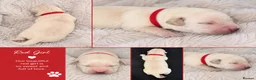 Goldador dogs for sale: Beautiful Goldador Puppies  - Advert 6