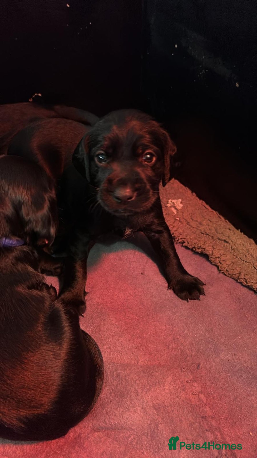 Cockerdor dogs for sale: Cockerdor puppies - Advert 2