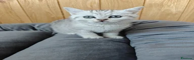Scottish straight Kitten 4