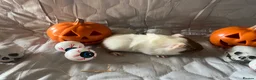 Guinea Pig rodents for sale: Skinny pigs sows & funky boys  - Advert 10