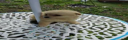 Pomeranian dogs for sale: Stunning palmeranian puppies for sale 8 weeks old. - Advert 8