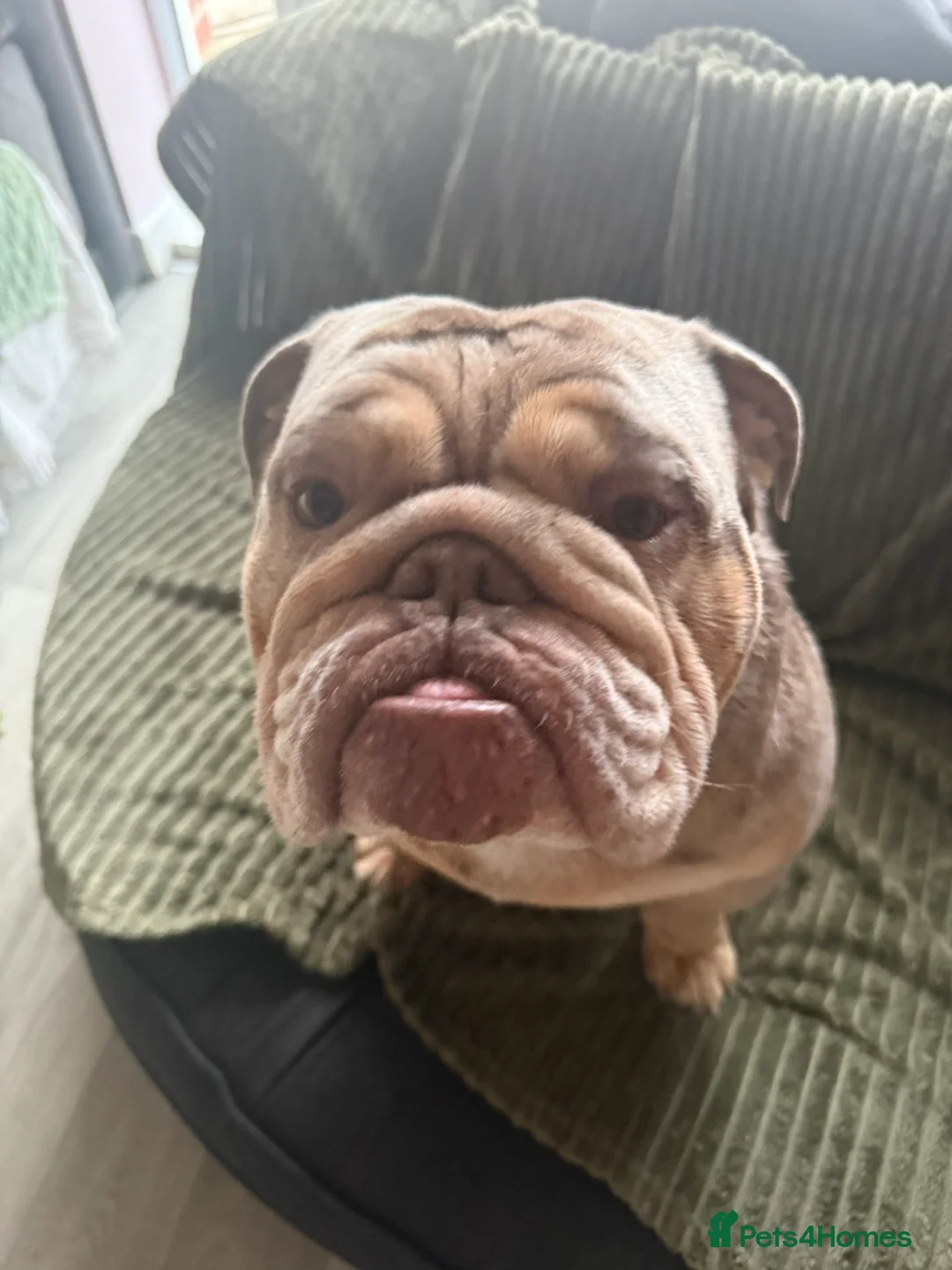 English Bulldog dogs for stud: Craig in Corby - Advert 3