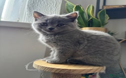 British Shorthair cats for sale: British shorthair kittens - Image 4