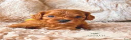 Cavapoo dogs for sale: 5 STAR LICENSED BREEDER BEAUTIFUL RED F1 CAVAPOOS - Advert 3