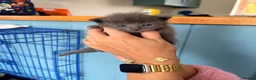 Maine Coon cats for sale: 🐾 Beautiful Maine Coon Kittens  in Boston - Advert 7