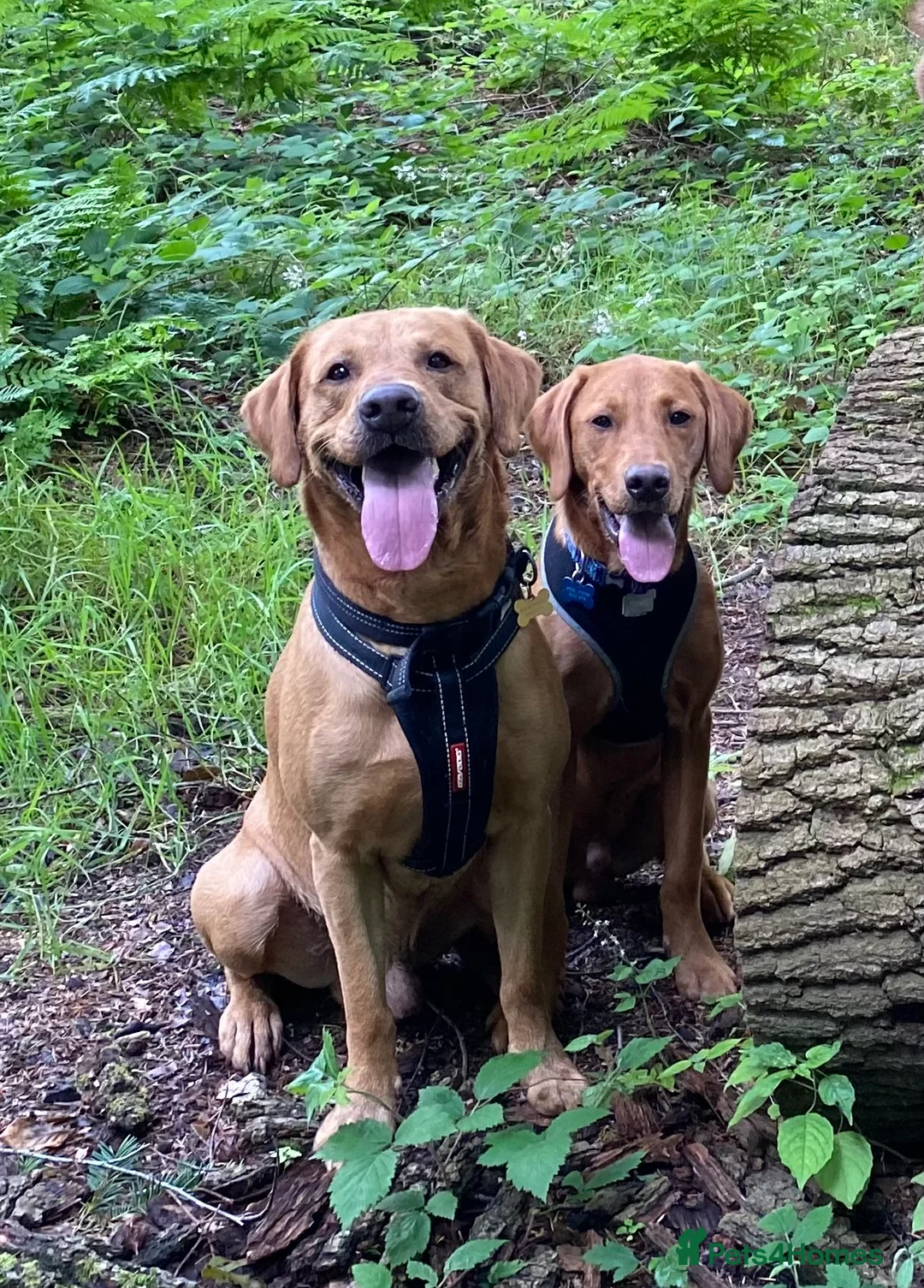 Labrador Retriever dogs for stud: Health Tested KC Fox Red Labrador for Stud in Warminster - Advert 4