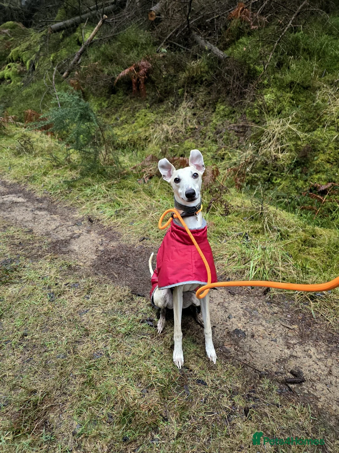 Whippet dogs for sale: 2Yr Old Whippet - BRYN - Advert 1
